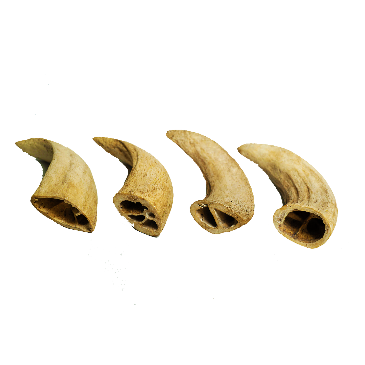 Water Buffalo Horn Core Dog Chews-2 Count-10 oz